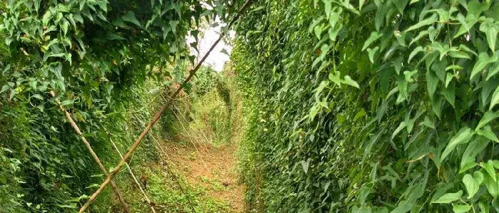 紫山药种植技术