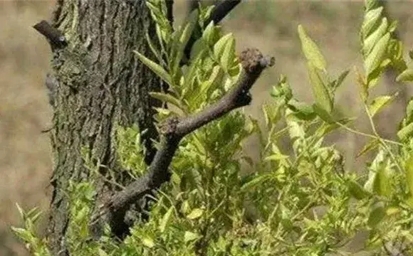 枣树枣疯病的防治措施