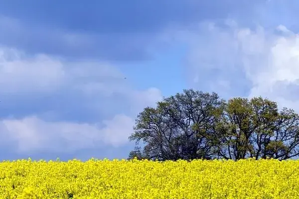 牛油果、油瓜、生菜籽、辣菜籽、油菜花能榨油吗？怎么榨？