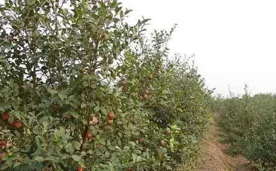 油茶种植施肥抗旱、整形修剪的高产管理