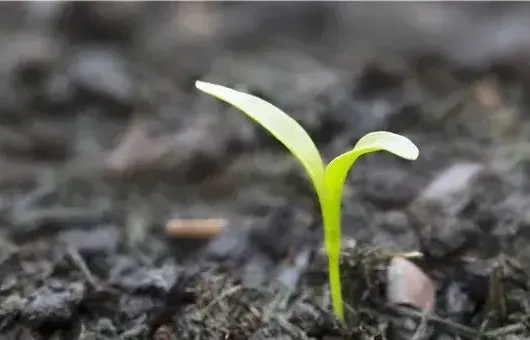 生物菌肥EM菌液自制技巧