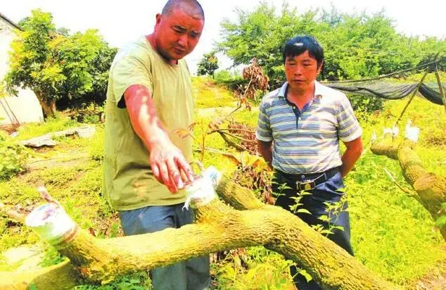 龙眼矮化种植技术