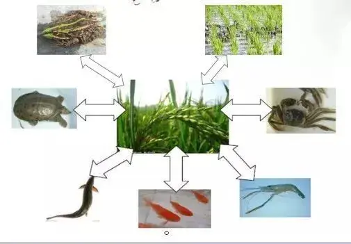 七种稻田综合种养模式，增收诀窍在里面