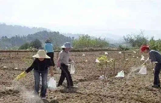 肥料溶解慢的原因有哪些?溶解度是什么