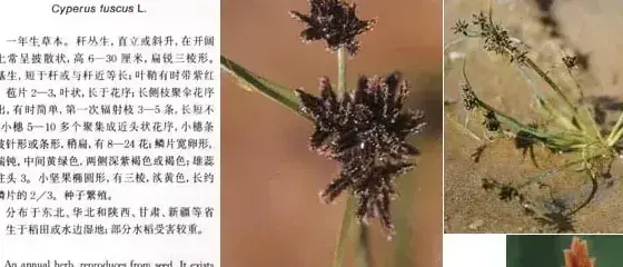 莎草科杂草