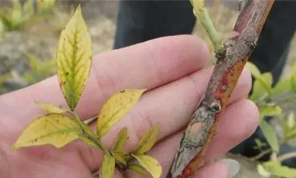 蓝莓花叶病防治措施介绍