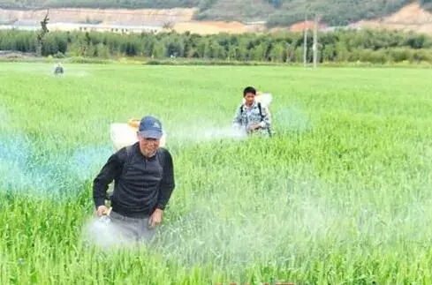 多雨天气什么时间打农药发挥药效好