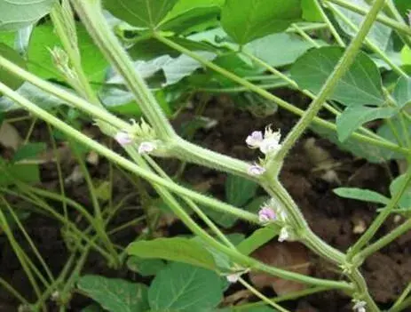 大豆只开花不结荚是什么 因素