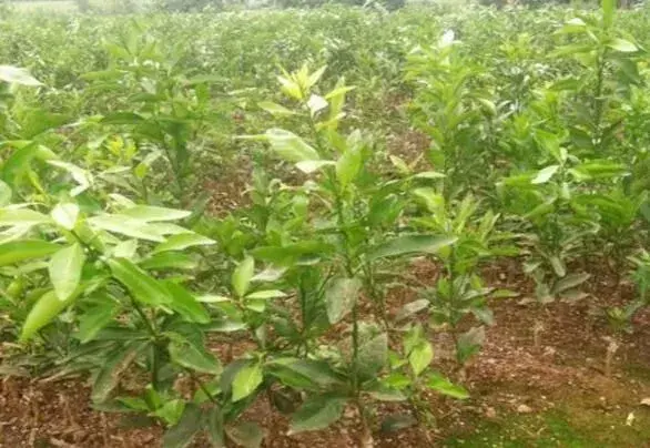 金秋砂糖橘幼芽期管理技术