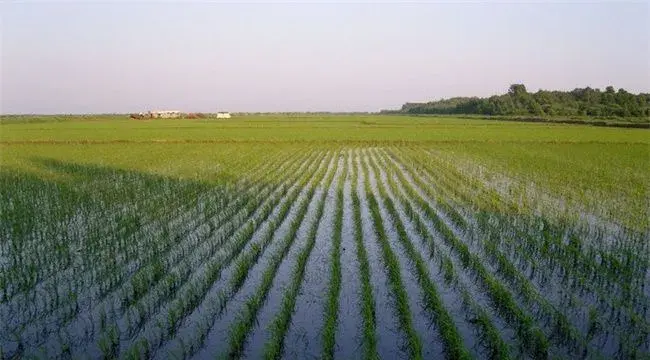 水稻浮肥现象是什么原因导致的