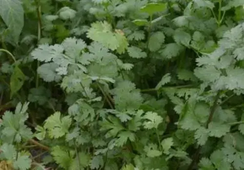 气味浓郁的香菜一年可以种几次？什么时候种和怎么种要清楚！