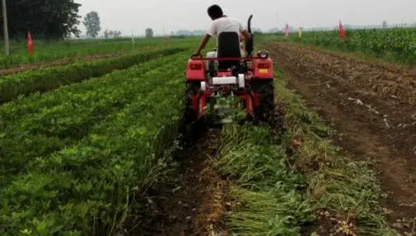 花生什么时候施肥最好 花生什么时候控旺最好