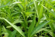 上周襄阳九成蔬菜价格下降 空心菜降幅达60.4%