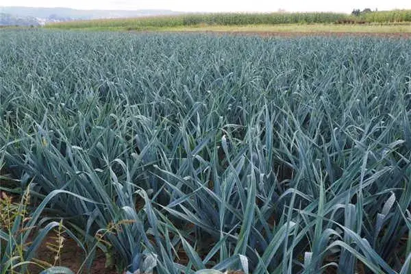 蒜农须知:什么时候播种大蒜最合适?地区不同种植时间有差异