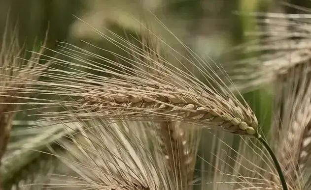 冬青18号青稞种植技术