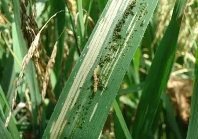 专家提醒：秋粮作物重点防控飞虱、稻纵卷叶螟、黏虫和草地螟