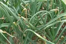 早秋蒜苗种植技术