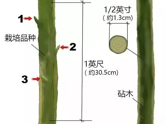 果树嫁接原来如此简单！果树嫁接的办法和步骤