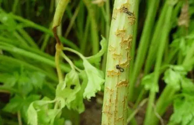 冬天棚室芹菜病害防治和治疗