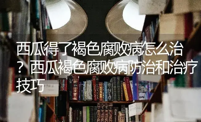 西瓜得了褐色腐败病怎么治？西瓜褐色腐败病防治和治疗技巧 | 蔬菜种植