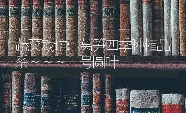 蔬菜栽培:莴笋四季种植品系～～～一号圆叶 | 蔬菜种植