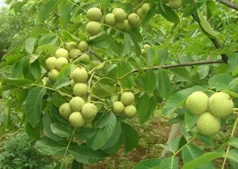 核桃树夏天水肥和土壤的管理要科学