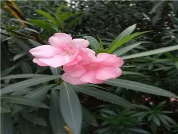 如何种植出花红叶绿的夹竹桃？夹竹桃有毒吗？