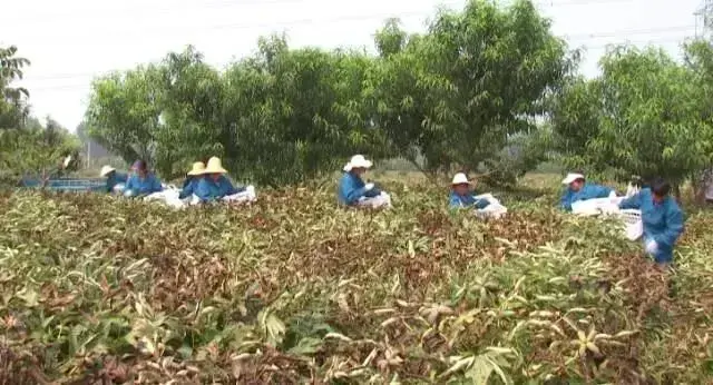 牡丹套种模式各差别 效益皆狂增