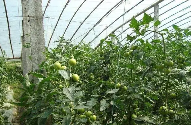 棚室瓜菜春提早种植常见问题及建议