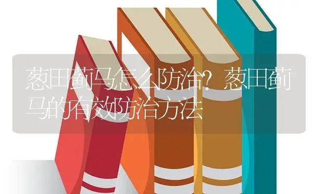 葱田蓟马怎么防治？葱田蓟马的有效防治方法 | 蔬菜种植