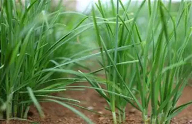 夏天高温期韭菜管理要点