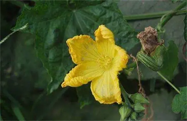 丝瓜烂花的起因及防治和治疗办法