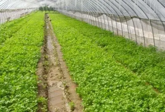 棚室蔬菜订植施肥铺地膜要堤防的几个问题