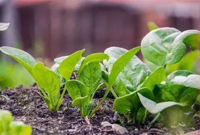 立秋季节适合种什么蔬菜?适合种胡萝卜吗?