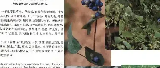 蓼科杂草