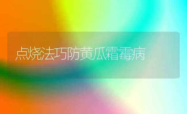 点烧法巧防黄瓜霜霉病 | 植物病虫害