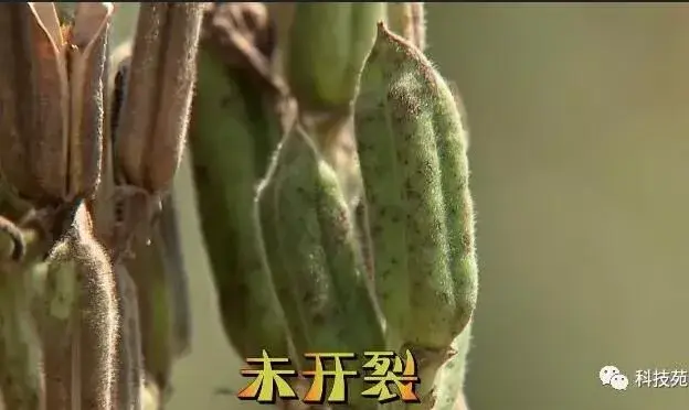 巧种巧收，芝麻产量节节高！