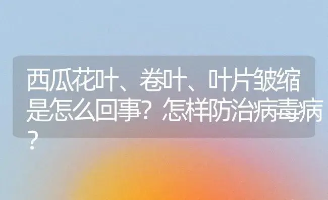 西瓜花叶、卷叶、叶片皱缩是怎么回事？怎样防治病毒病？ | 植物病虫害