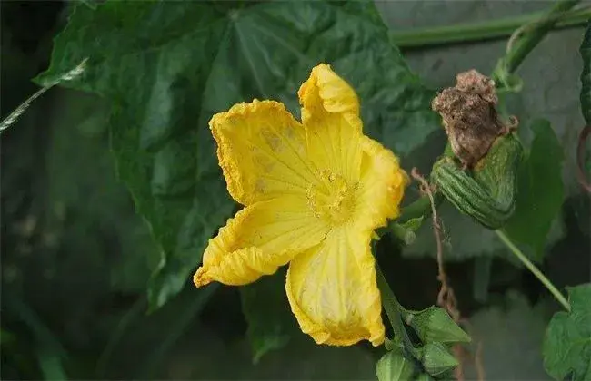 丝瓜烂花的起因及防治和治疗办法