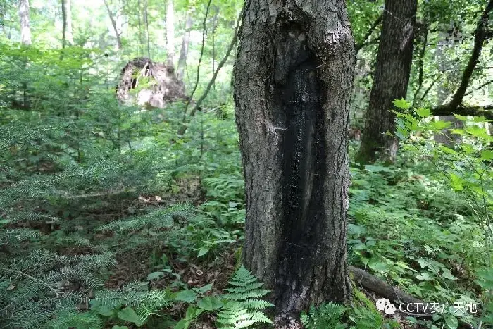 野山参的繁衍护育技术