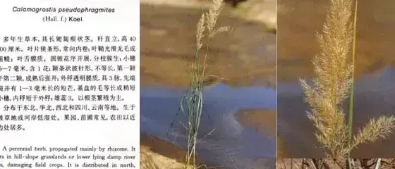 禾本科杂草