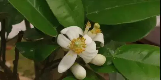 橘红花开香满村 化橘红第一村大岭村