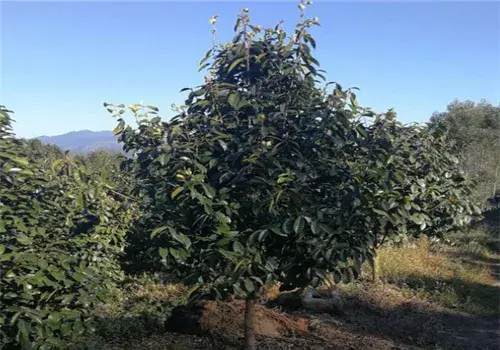 2019年油茶树苗价格是多少？如何播种？