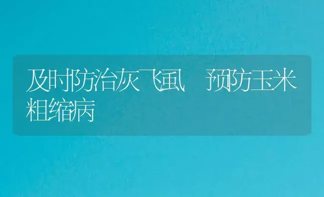 及时防治灰飞虱 预防玉米粗缩病 | 植物病虫害