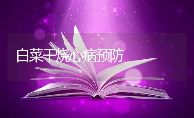 白菜干烧心病预防 | 蔬菜种植