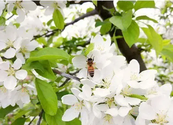 苹果树开花后多少天可以追肥？