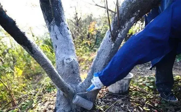 果树涂白剂的配制方法