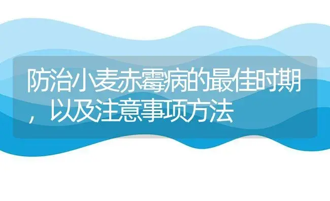 防治小麦赤霉病的最佳时期，以及注意事项方法 | 植物病虫害