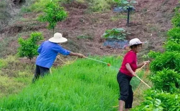 植物生长调节剂和植物激素的区别有哪些？