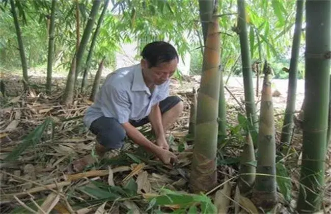 竹笋的栽培技术要点